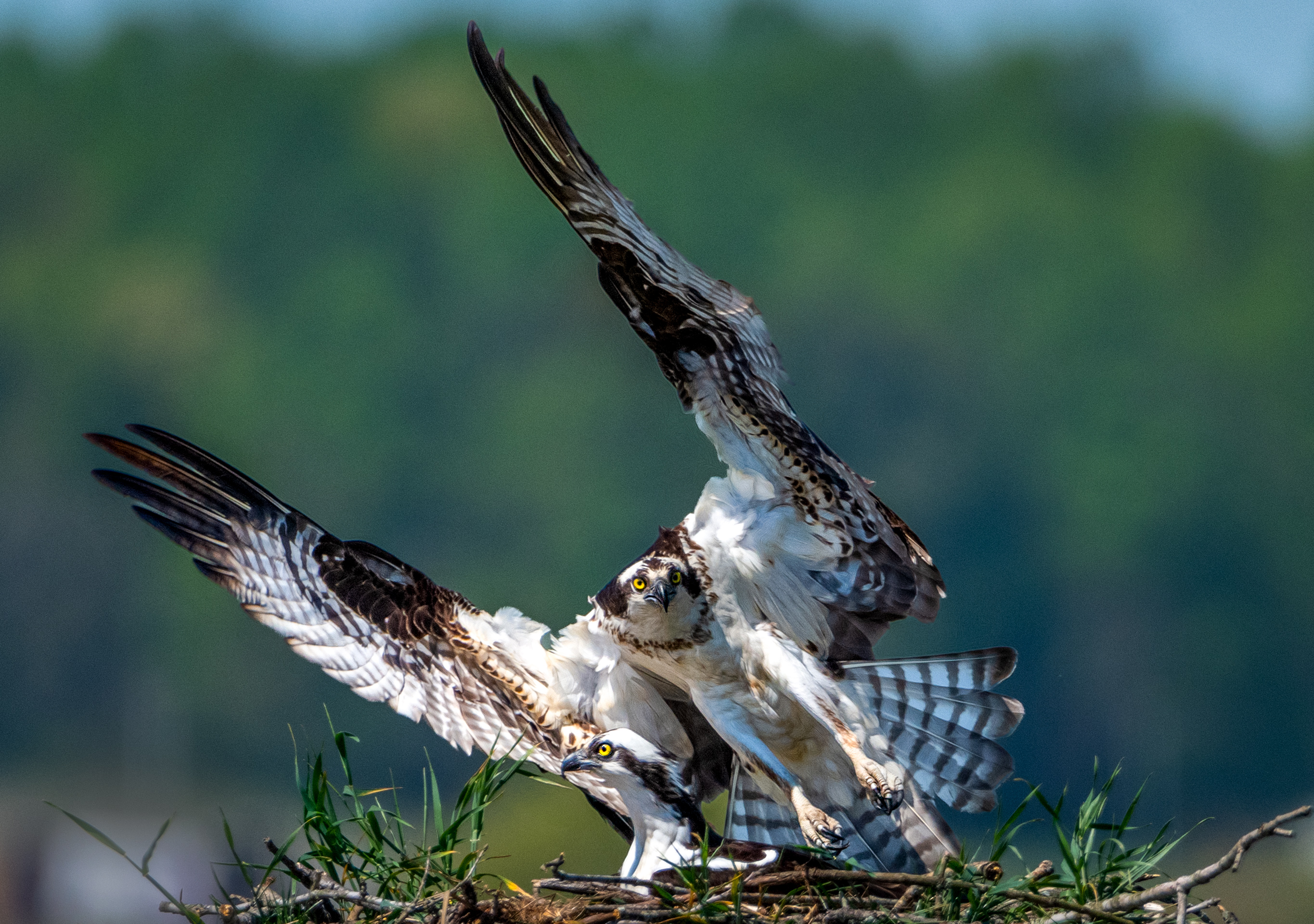 Open Wildlife Level 3 3rd Place Claiming The Nest.jpg